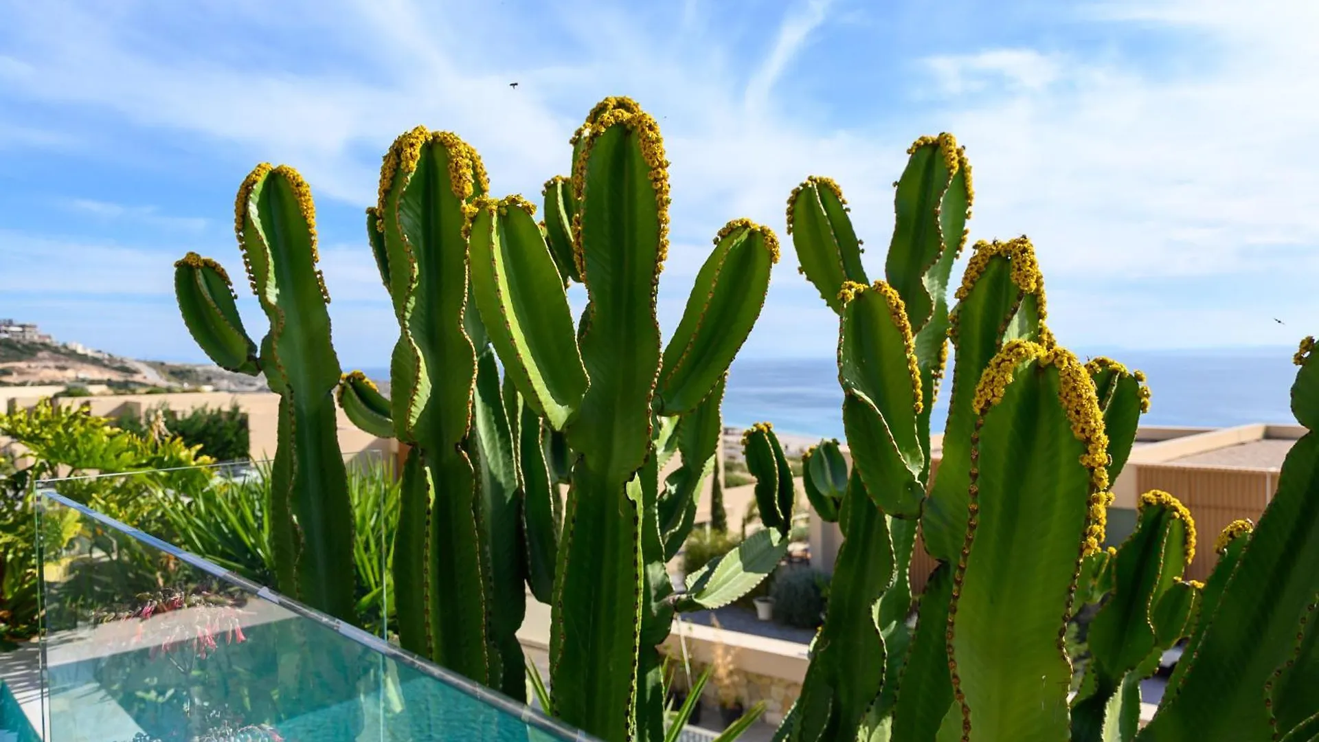 Miku Green Coast Palasë
